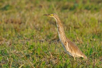 Ardeola ralloides (Sgarza ciuffetto)